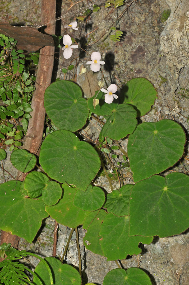 B. isabelensis